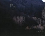tannourine3